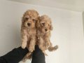  Poodle Bebişlerimiz