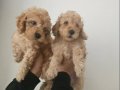  Poodle Bebişlerimiz