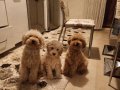  Poodle Bebişlerimiz