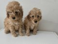  Poodle Bebişlerimiz
