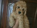  Poodle Bebişlerimiz