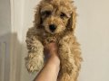  Poodle Bebişlerimiz