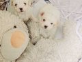 Terrier Maltese Yavrular