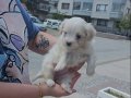 Terrier Maltese Yavrular