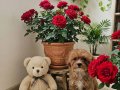 Maltipoo Prensesim