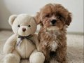 Maltipoo Prensesim