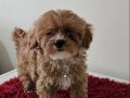 Maltipoo Prensesim