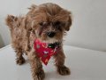 Maltipoo Prensesim