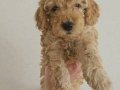 Orjinal Poodle Yavrular