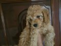 Orjinal Poodle Yavrular