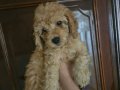 Orjinal Poodle Yavrular
