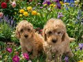 Orjinal Poodle Yavrular