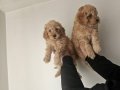 Orjinal Poodle Yavrular