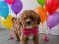 Teacup Maltipoo Disi