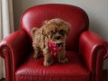 Teacup Maltipoo Disi