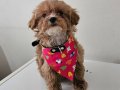 Teacup Maltipoo Disi