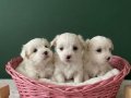 Minik Maltese Yavrular