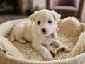 Minik Maltese Yavrular
