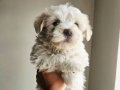 Maltes mini boy bebisler