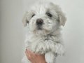 Maltes mini boy bebisler