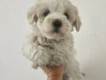 Maltes mini boy bebisler