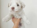Maltes mini boy bebisler