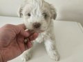 Maltes mini boy bebisler