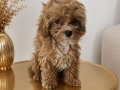 Pamuk Şekeri Teacup Maltipoo