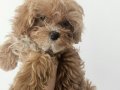 Pamuk Şekeri Teacup Maltipoo