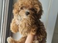 Pamuk Şekeri Teacup Maltipoo