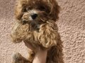 Pamuk Şekeri Teacup Maltipoo