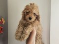 Orjinal Kıvırcık Karamel Poodle