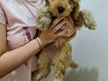 Orjinal Kıvırcık Karamel Poodle