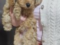 Orjinal Kıvırcık Karamel Poodle