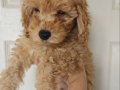 Orjinal Kıvırcık Karamel Poodle
