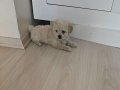 Maltipo prensesimiz