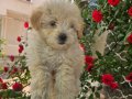 Maltipo prensesimiz