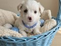 Terier maltese yavrular
