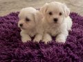 Maltese minik bebekler