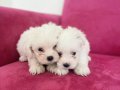 Maltese minik bebekler