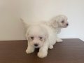 Maltese minik bebekler
