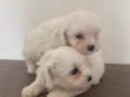 Maltese minik bebekler