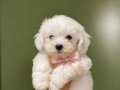 Minik maltese  terier yavrular