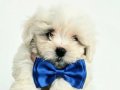 Minik maltese  terier yavrular