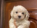Minik maltese  terier yavrular