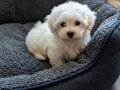 Maltese minikler