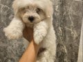 Maltese minikler