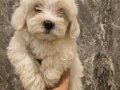 Maltese minikler