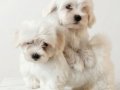 Maltese minikler