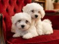 Maltese minikler